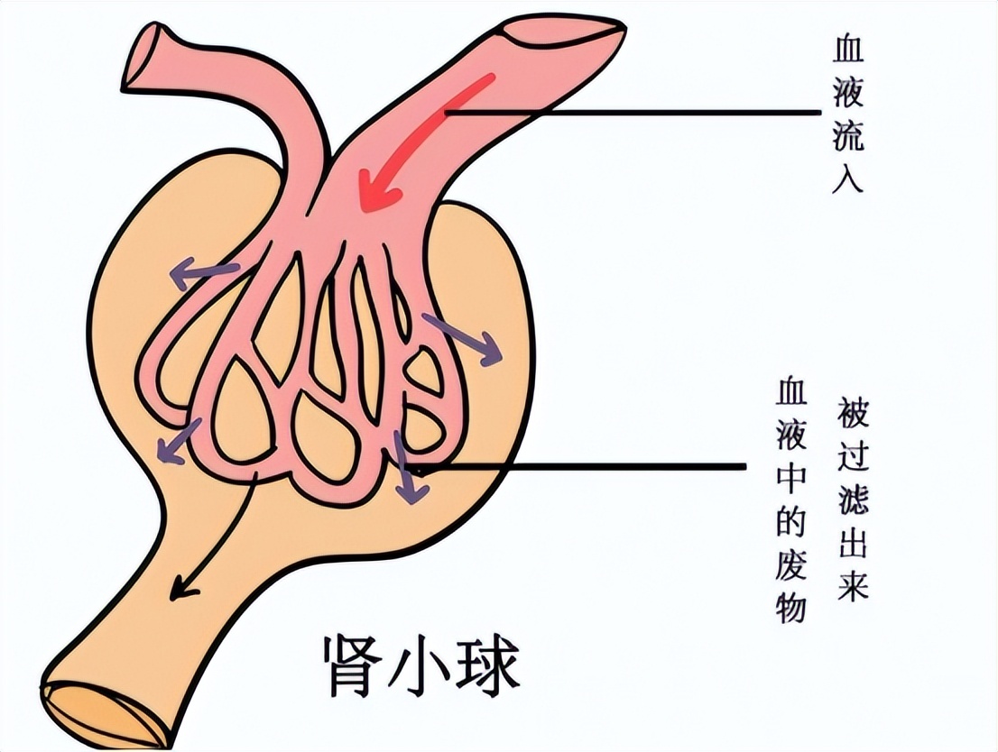 慢性病造成的肾脏伤害怎么治疗,自身免疫性疾病会引起哪些病