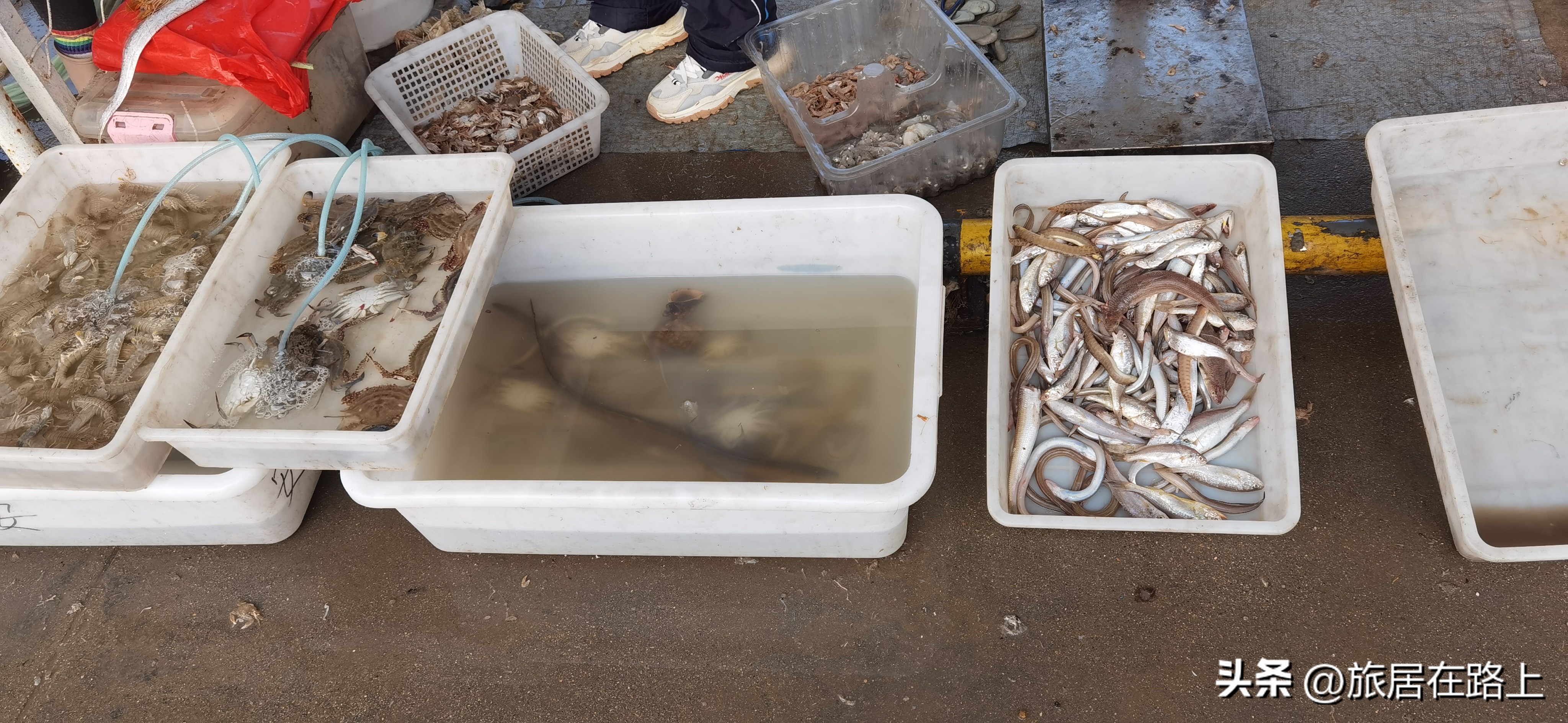 日照天气,日照直播