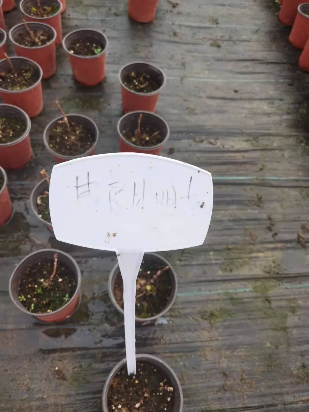 绣球花期一般多久,绣球花期后什么时候修剪