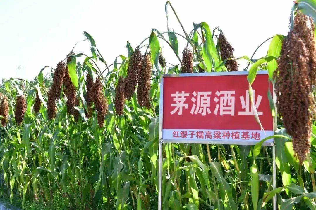 史上最好业绩！3大关键词复盘茅源酒业2022