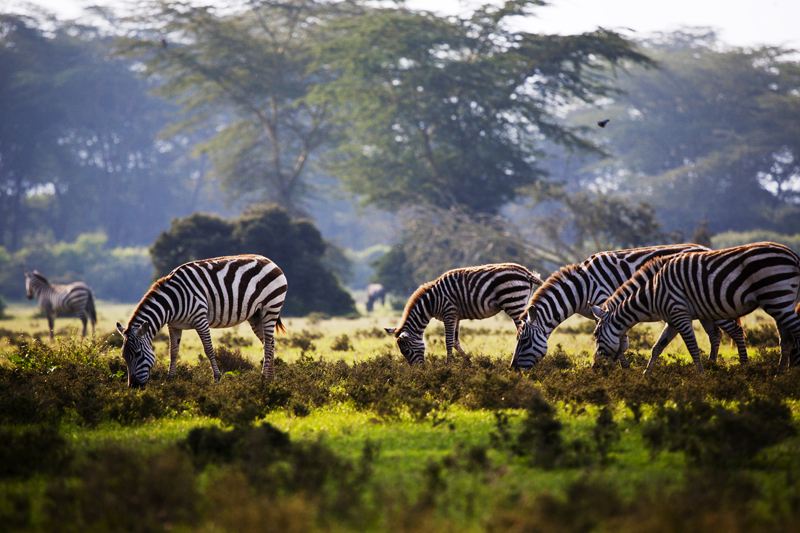 非洲哪几个国家“华人”最多？他们在那里做什么工作或者生意？
