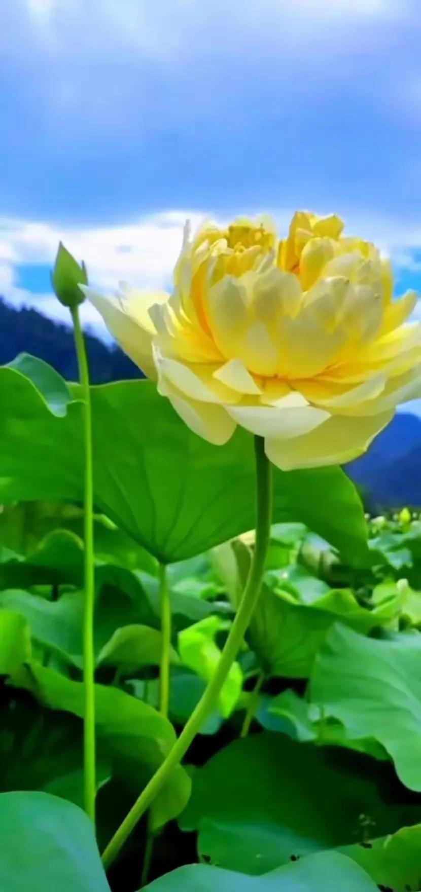 夏至荷花荷叶图片,夏至时节荷花正美图片