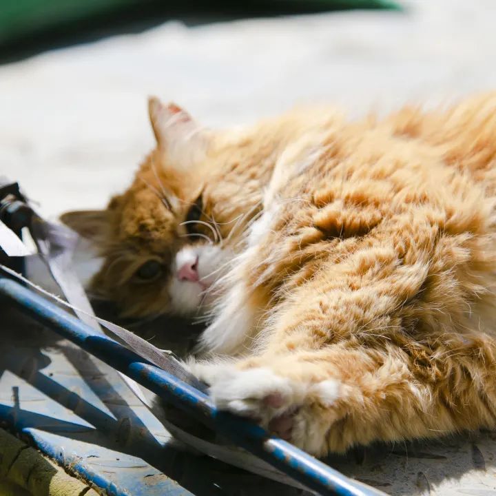 毛森森,观复猫毛森森