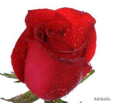 分享玫瑰花的图片,最美的玫瑰花送给最漂亮的你图片