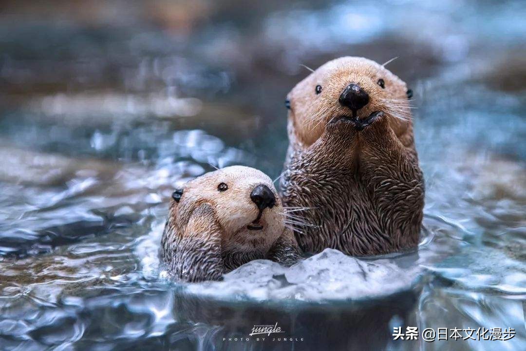 日本的特产动物是什么,日本特产真的吗