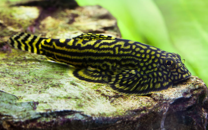 清洁鱼有什么用,冷清洁鱼有哪些