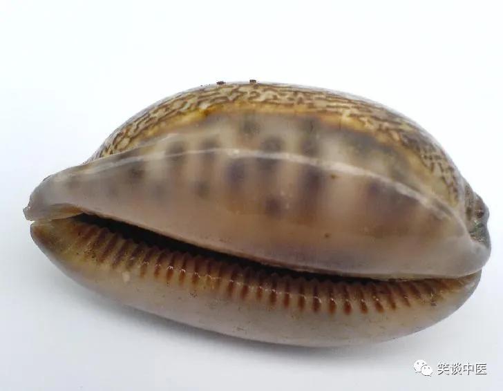 高血压要药：中药紫贝齿，曾比黄金值钱！缅怀杨大绮先生