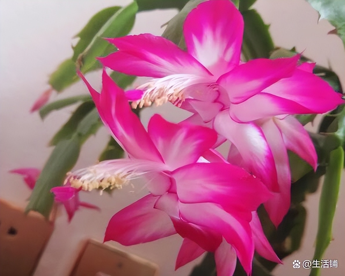 蟹爪兰烂根最好的处理方法,蟹爪兰烂根的补救方法和注意事项