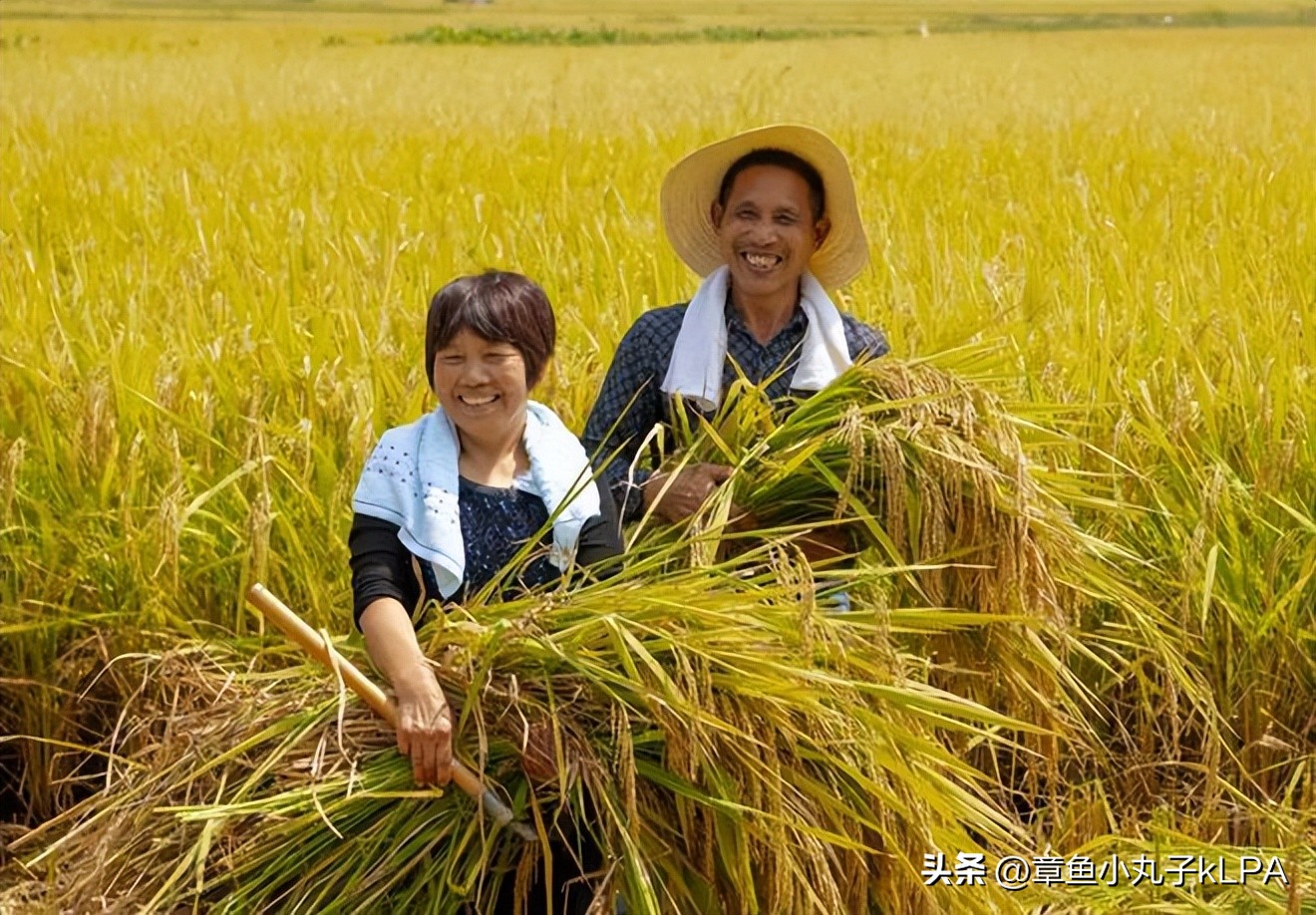 未来农村四大工程全面开建,2022年农村5大工程将实施