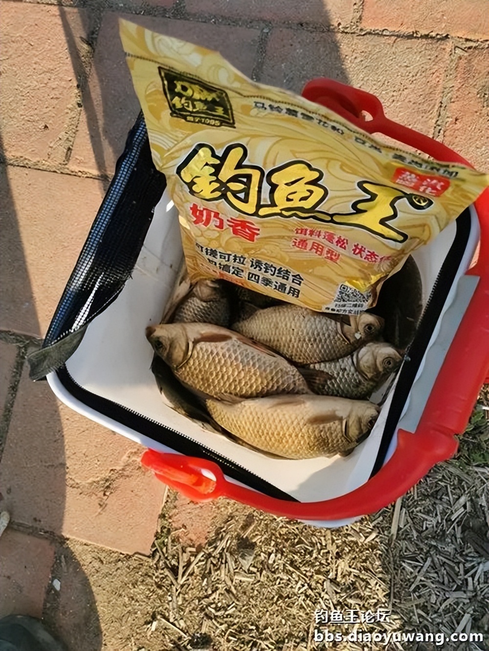 天气变冷怎么钓板鲫,温度升高钓鲢鳙