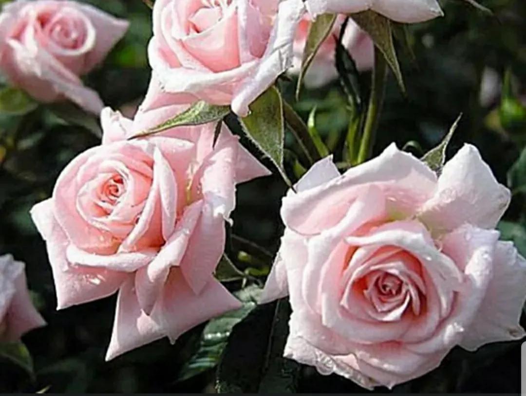 月季蔷薇玫瑰三者的区别图,蔷薇月季玫瑰的区别和联系