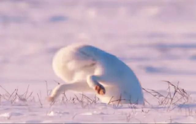 北极狐在恶劣的环境中顽强生存,北极狐幼年到成年是怎么生活的