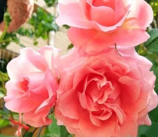 这二十幅极品花卉越看越醉,超好看又耐看的花卉图