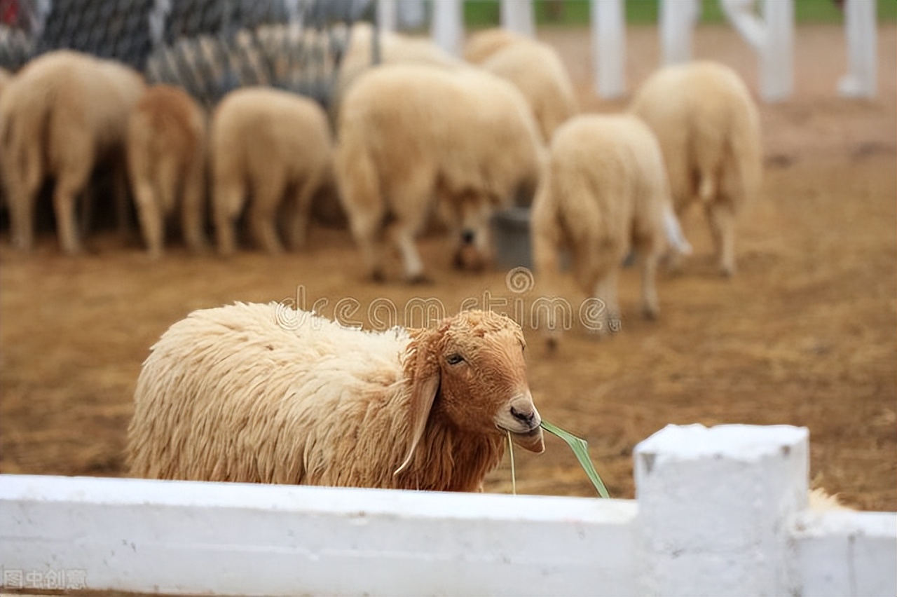 牛羊腿瘸怎么样治疗,羊后腿瘸肿得特别厉害怎么办