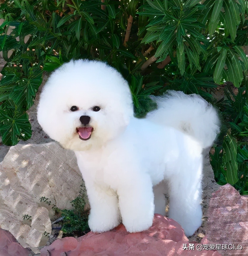 比熊犬语言大全,比熊犬照片棉花糖