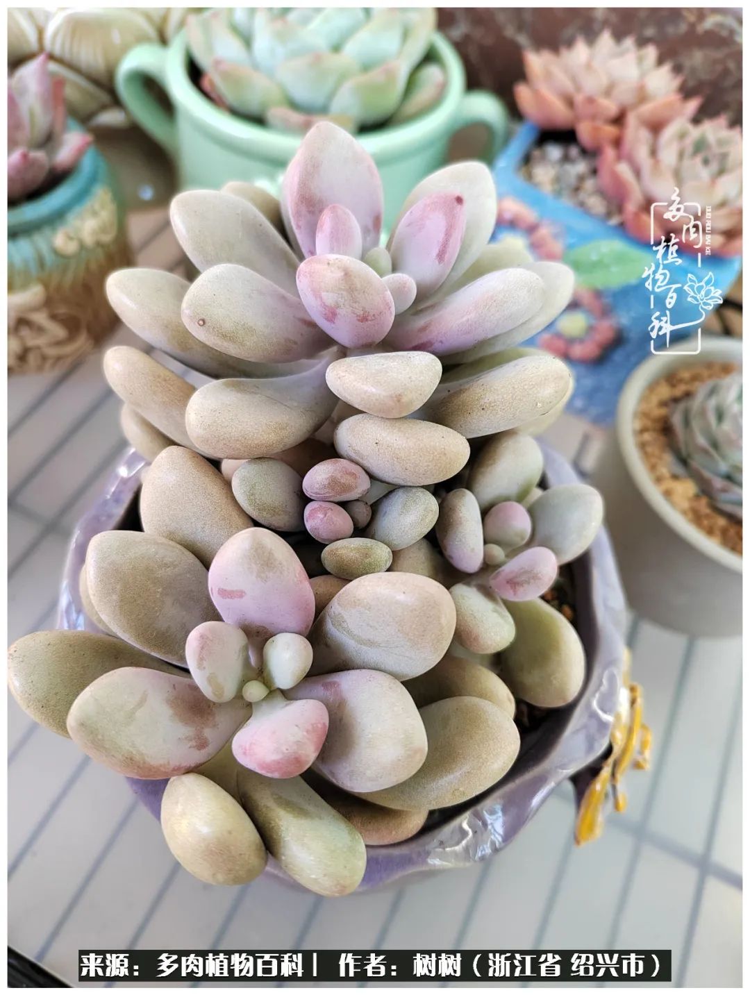 又临寒冬，暖阳下携手肉肉赏姹紫嫣红！