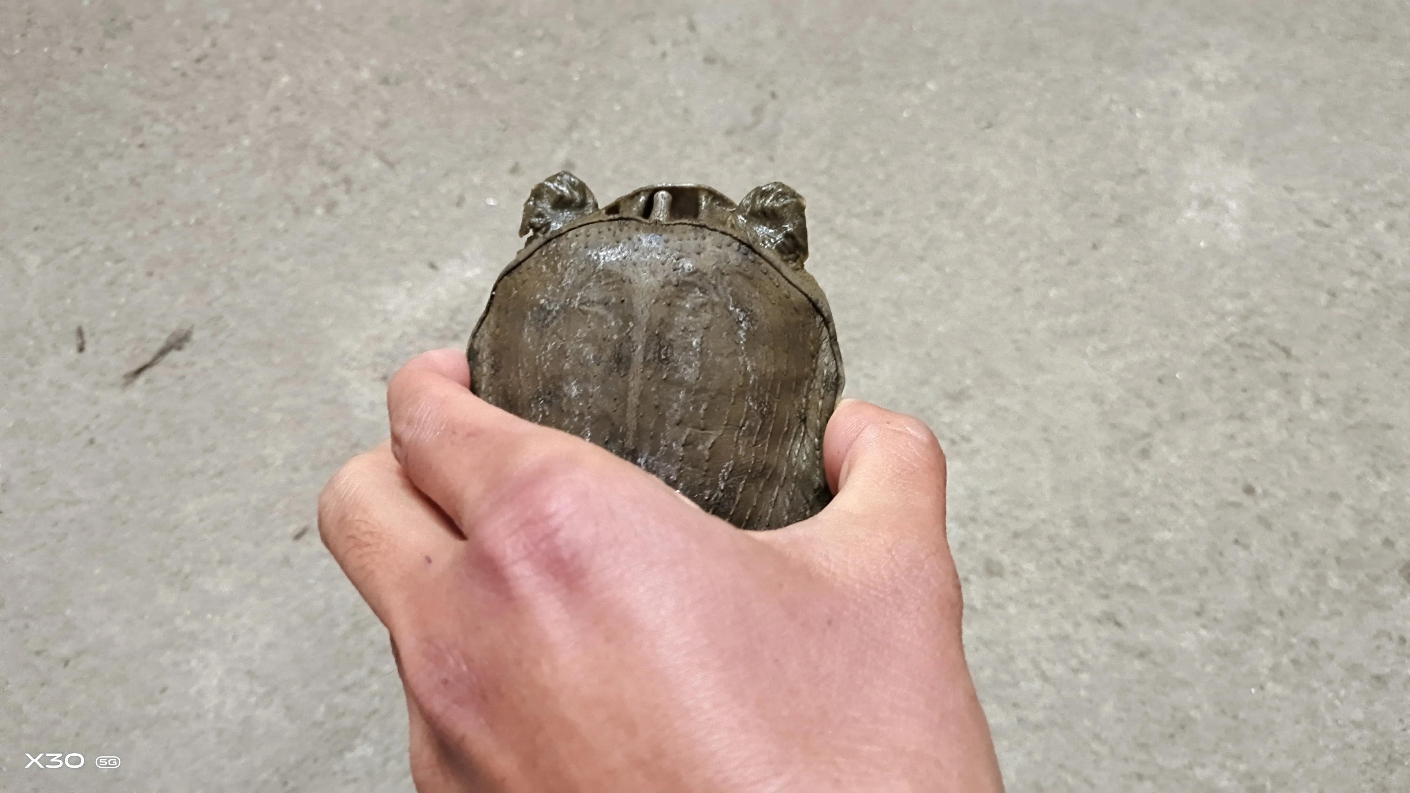 甲鱼咬人怎么样才能让它松开,甲鱼咬人后怎么才能快速松口