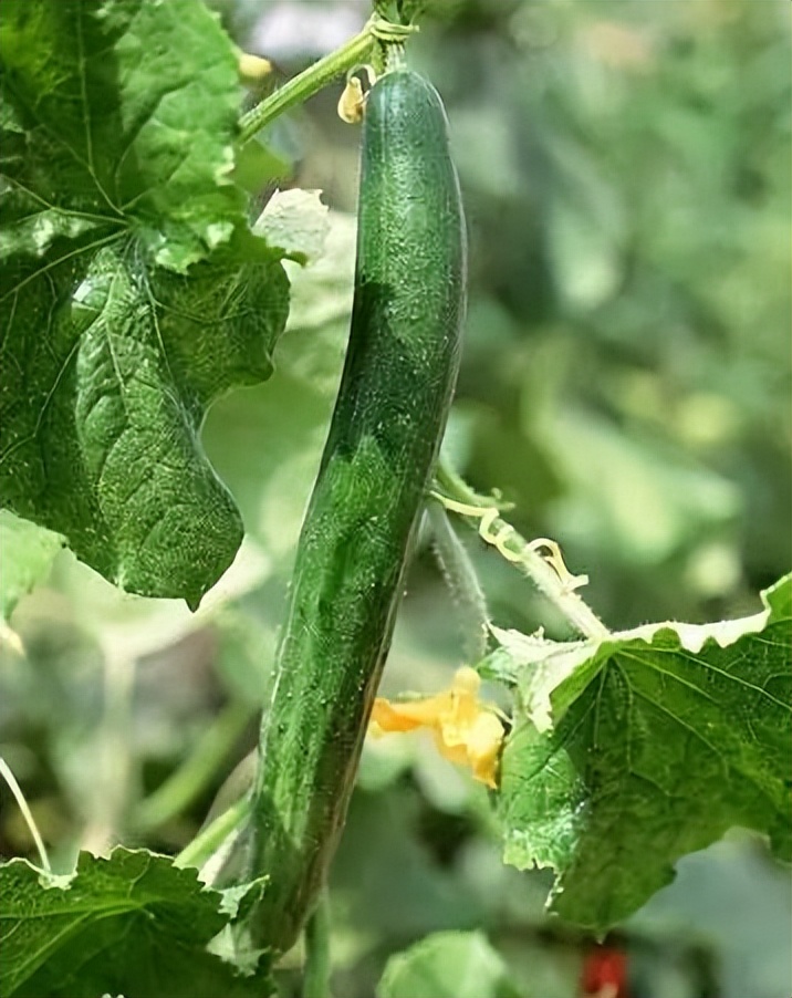 植物识别小口诀，总结的太全了！