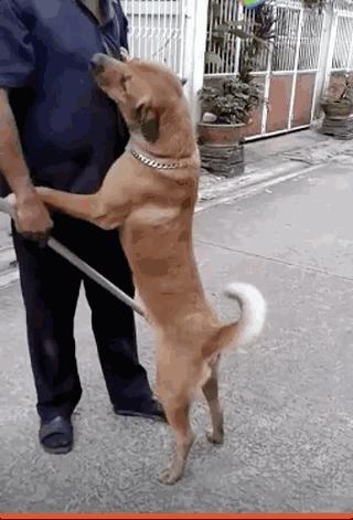 这几样东西是狗狗的克星,狗的克星都有什么