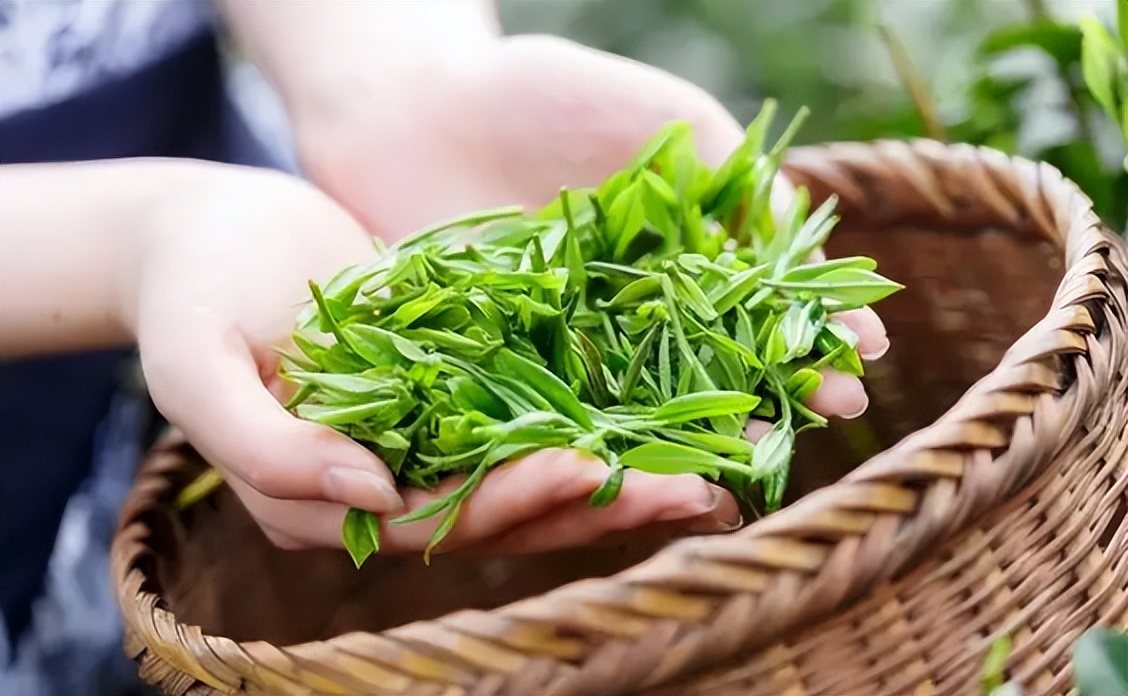 降火润燥茶秋燥适合喝,秋燥来袭茶要怎么喝看这里