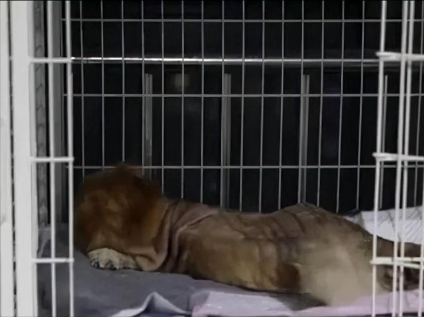 金毛因车祸导致瘫痪,金毛病倒了怎么了