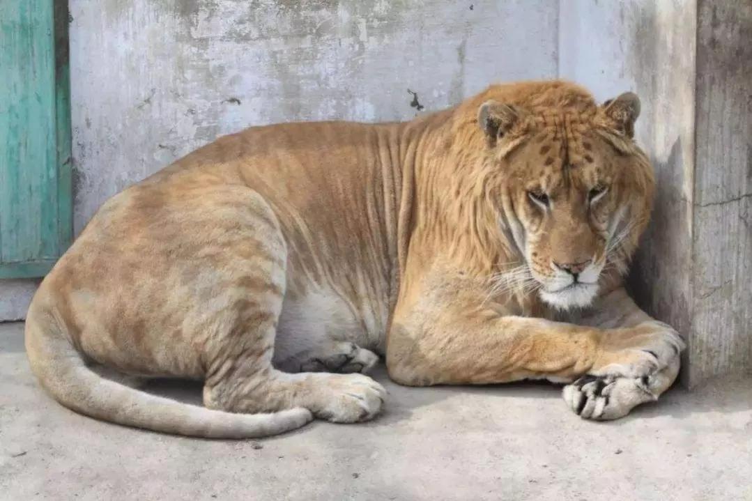 山彪的样子图片,山彪真实照片