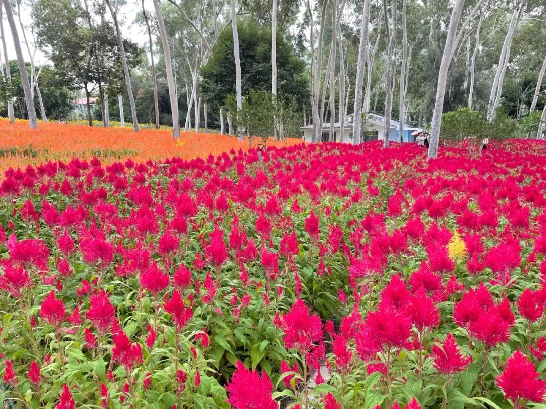 厦门秋游最佳去处,厦门周边秋游