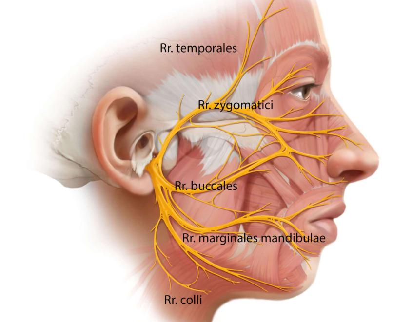 眼皮为什么会跳,为什么眼皮会跳动