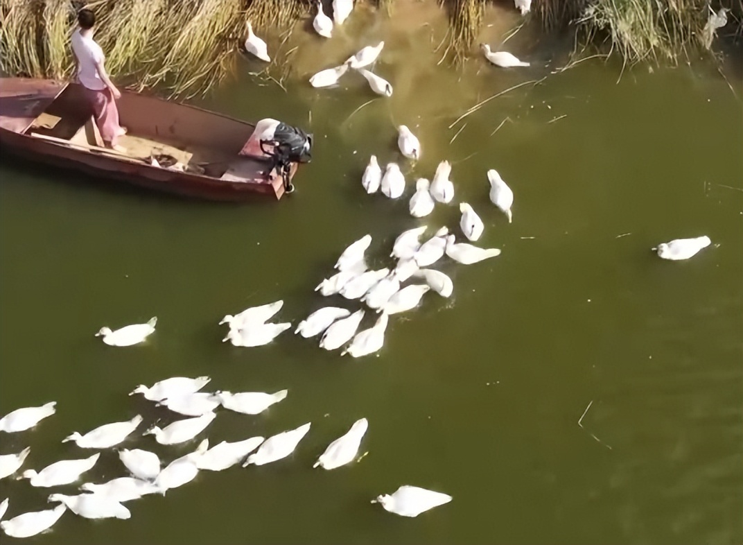 男子回乡养鱼创业年销售额上千万,返乡创业养鱼一年要卖五十万