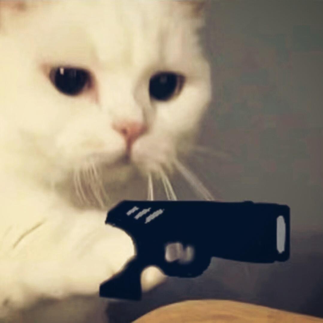 萌萌小猫头像大全可爱,动物头像猫咪可爱