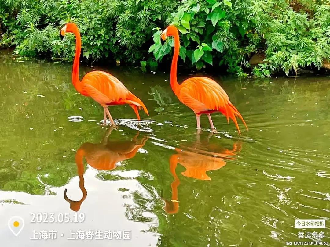 中国最大的野生动物园是哪个城市,中国最大野生动物园