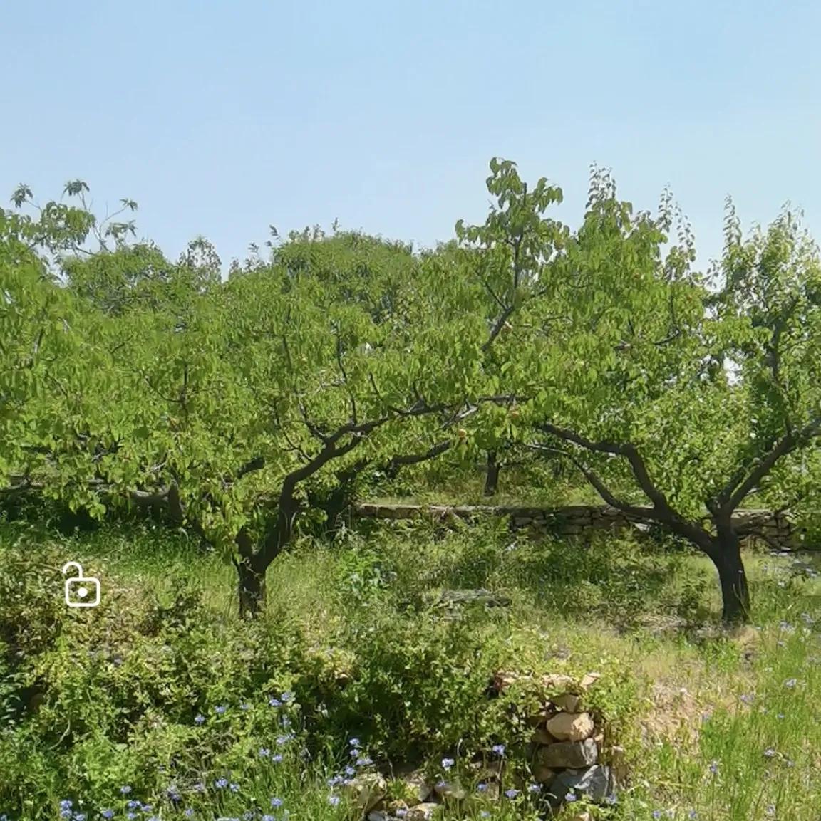 山东自驾游竹林小镇,五一自驾游推荐洞林湖