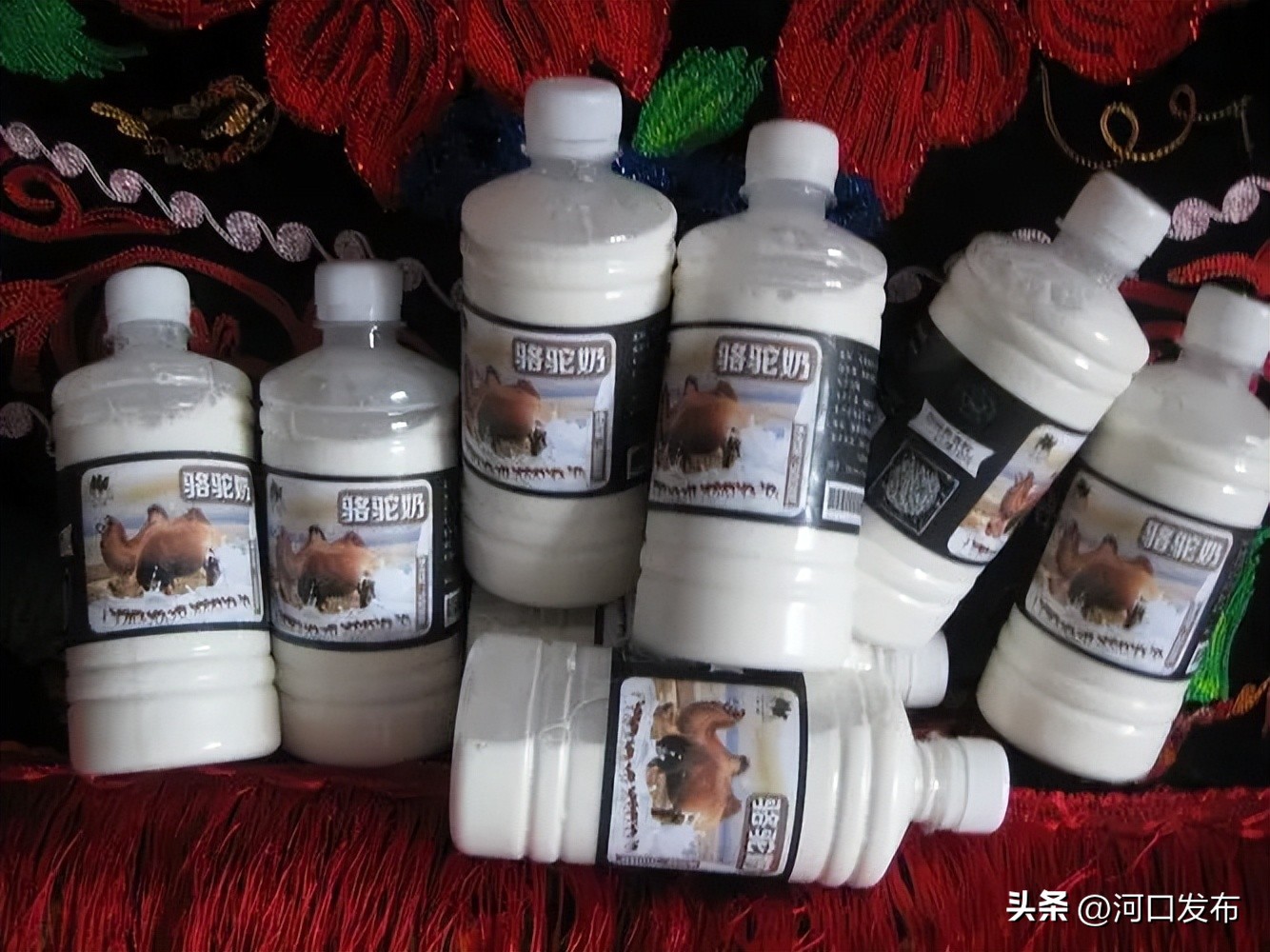 骆驼奶羊奶牛奶哪个含钙量最高,牛奶羊奶骆驼奶哪个最容易消化