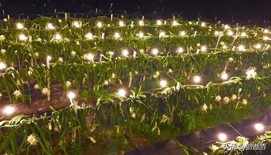 火龙果用什么颜色灯补光,普通led灯能给火龙果补光吗