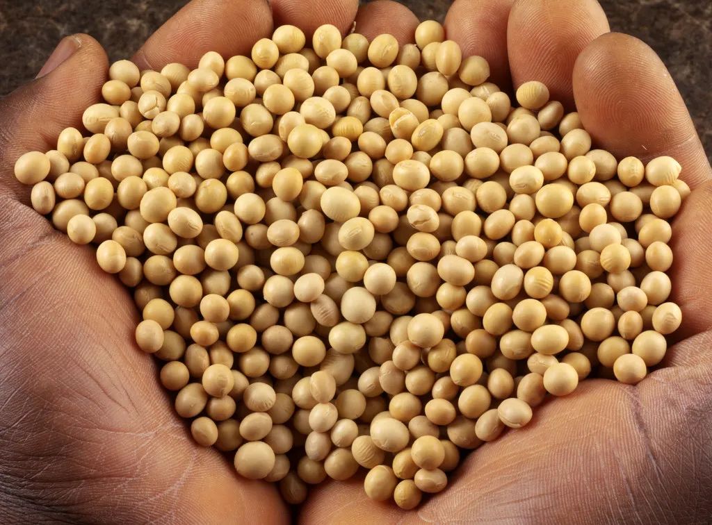 各种豆类杂粮大全,五谷杂粮中的豆类有哪些