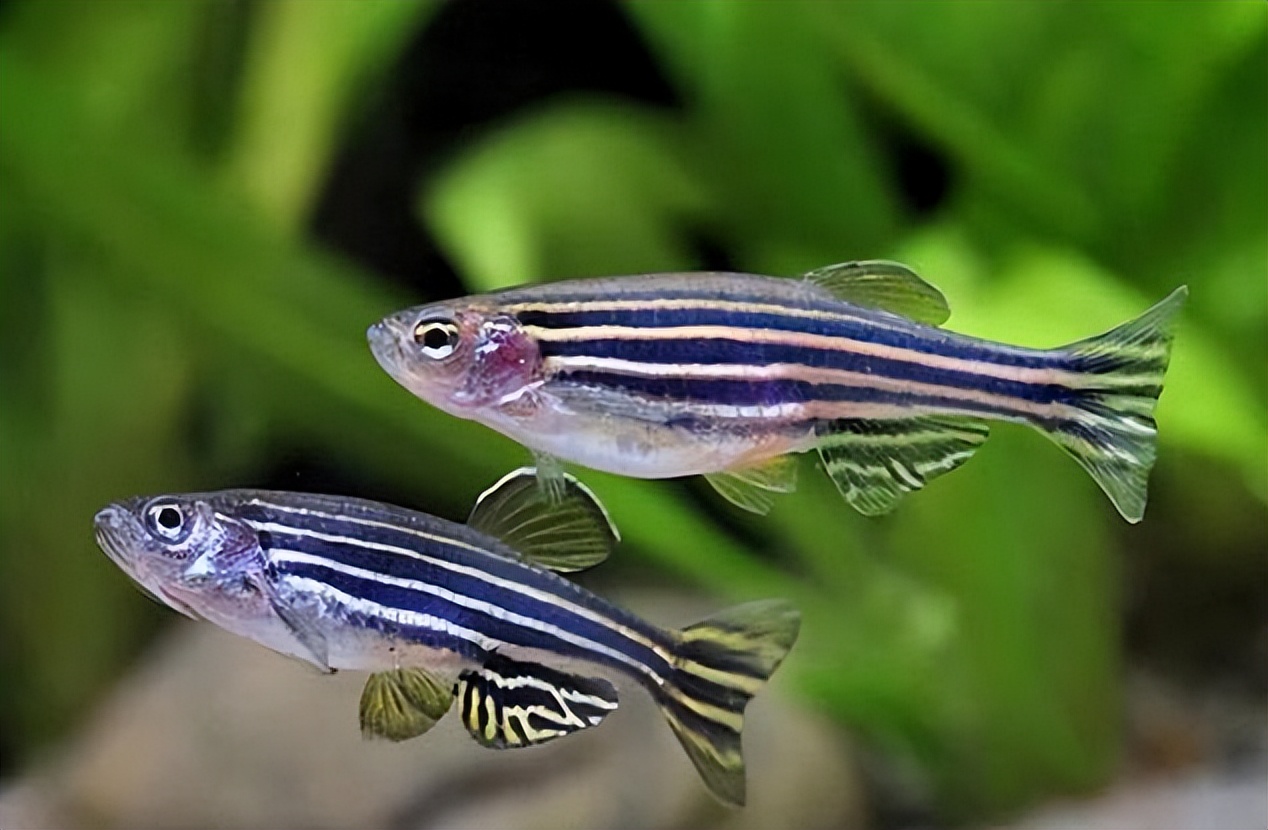 鱼在水中能运动自由是靠什么控制,鱼在游泳时靠什么产生前进的动力