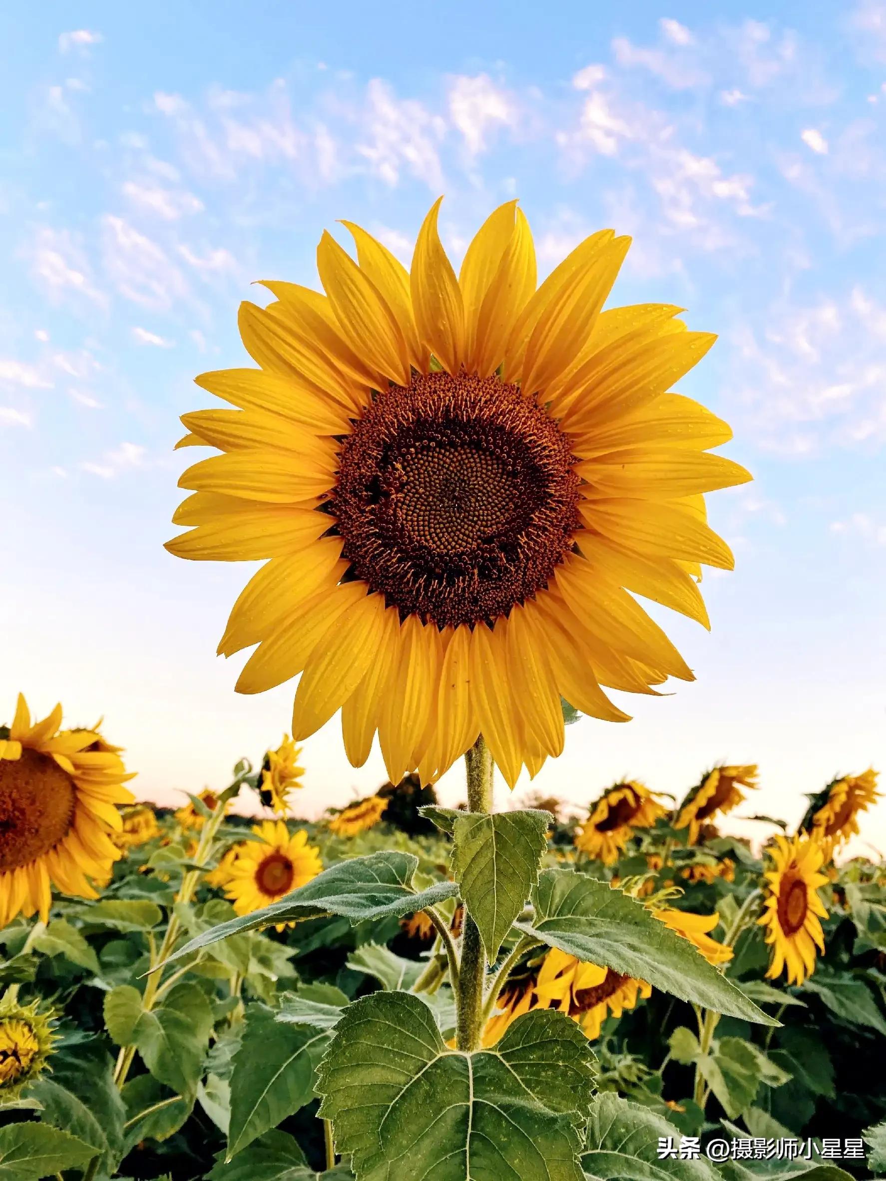 梵高向日葵拍摄,梵高向日葵欣赏视频