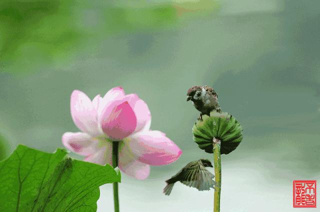 好看山水花鸟图,最漂亮的大自然山水花鸟图片大全