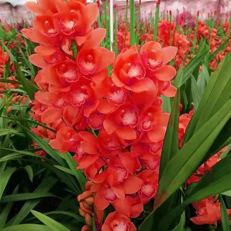 网购兰花如何防骗,如何在网上买兰花不上当