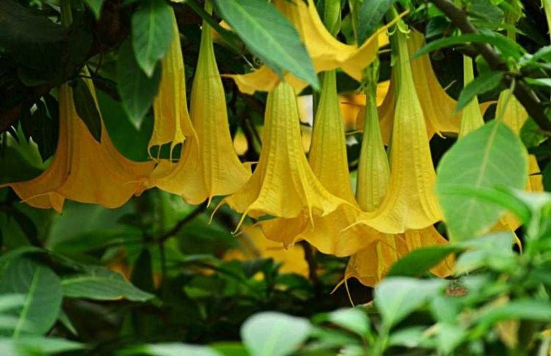 常见有毒花千万别碰,世上有毒的花和植物