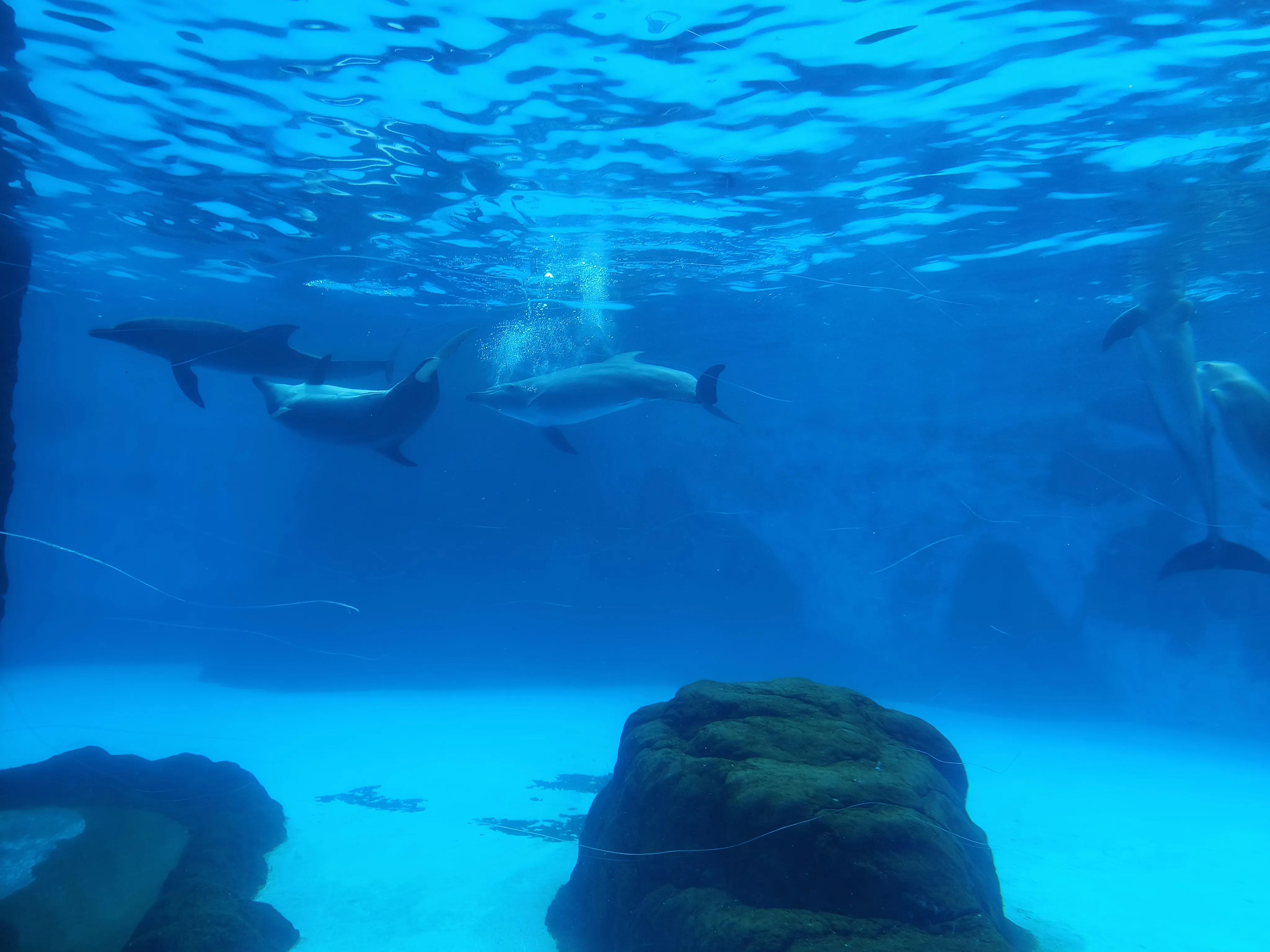 自驾珠海长隆三天两晚,来回700公里只为了学习更多的知识