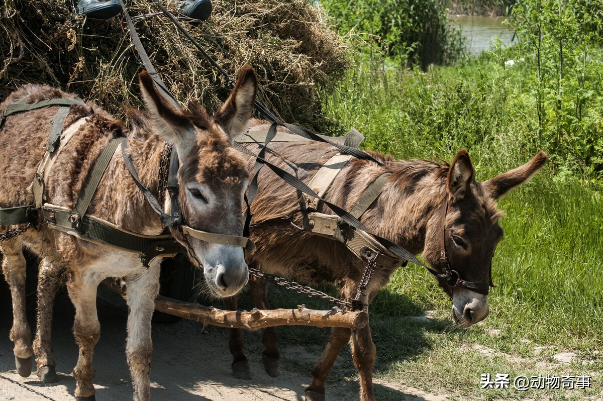 懒马吃得比驴好，气得驴不吃不喝不干活，姥爷一拍桌子：看我的