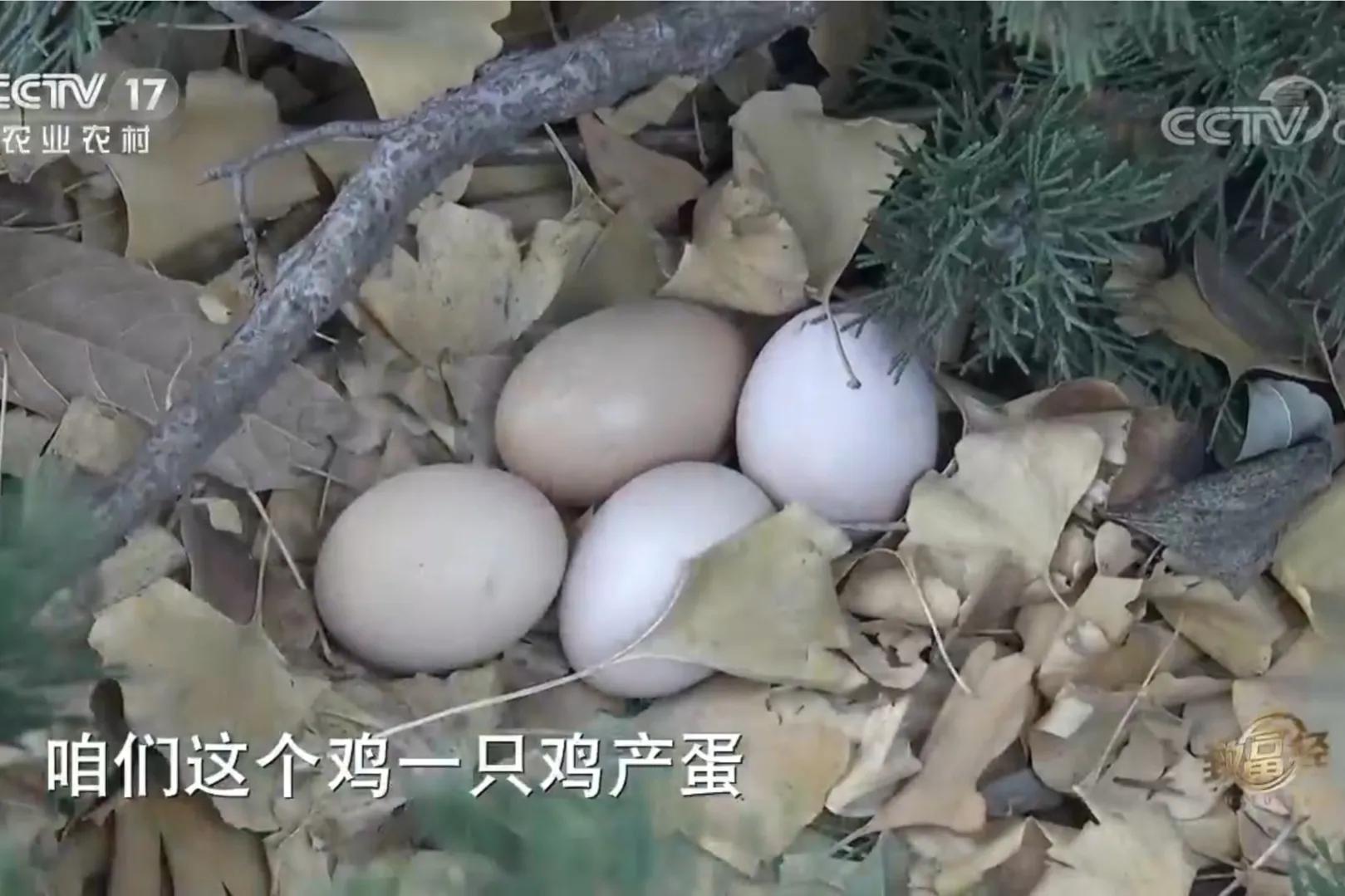 承包荒山致富的例子,美女承包52亩山地