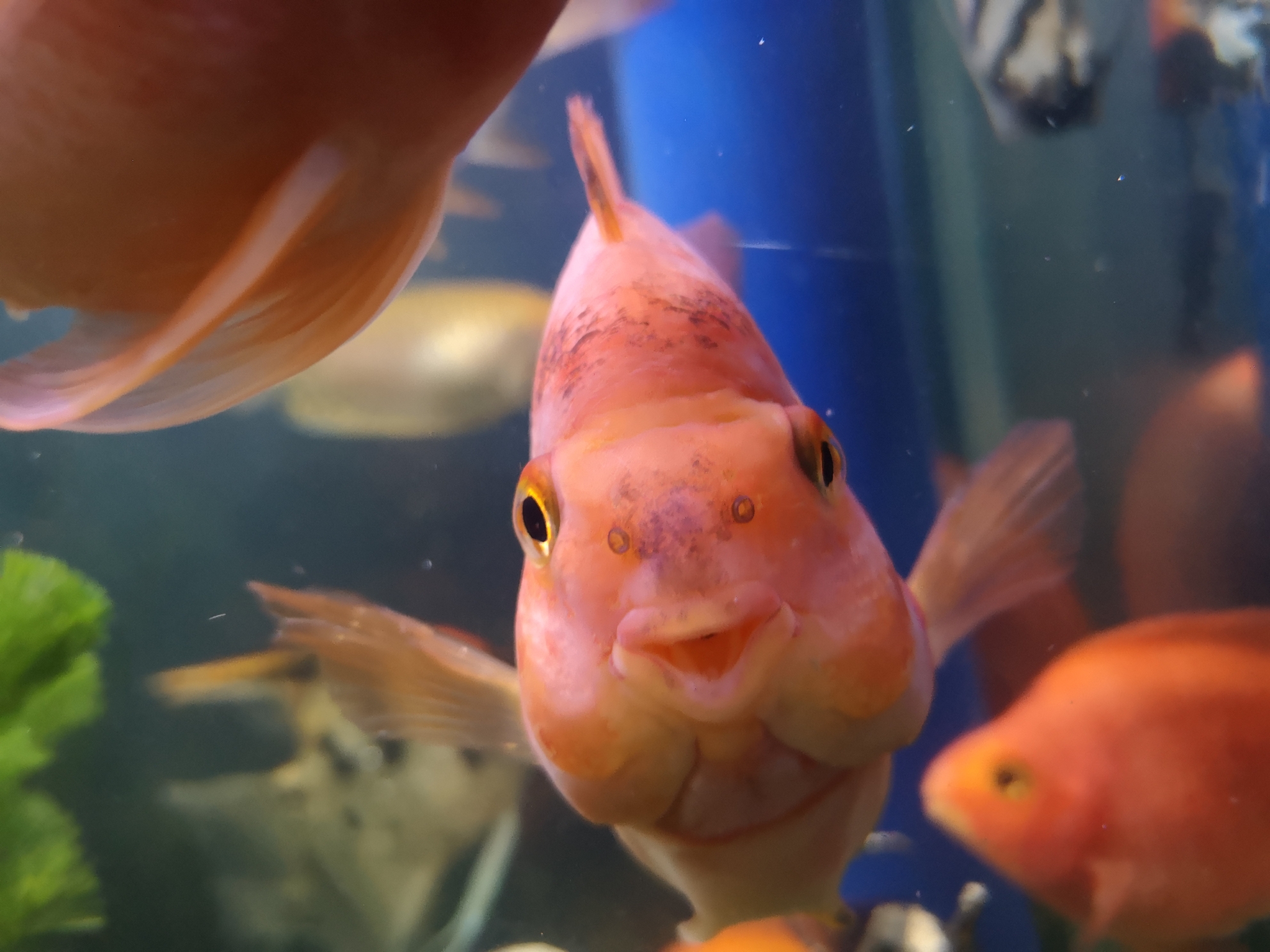 基因缺陷的人造杂交鱼，竟给台湾省赚到20亿外汇？背后真相太残忍