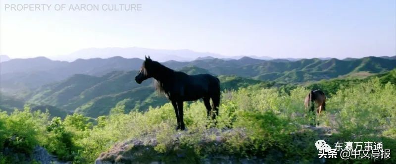 日本网友评论中国电影,日本观众评价