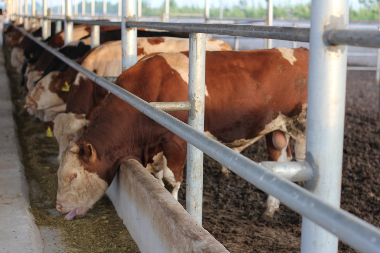 牛老是起舌钉是什么原因,牛一直翘舌头怎么回事