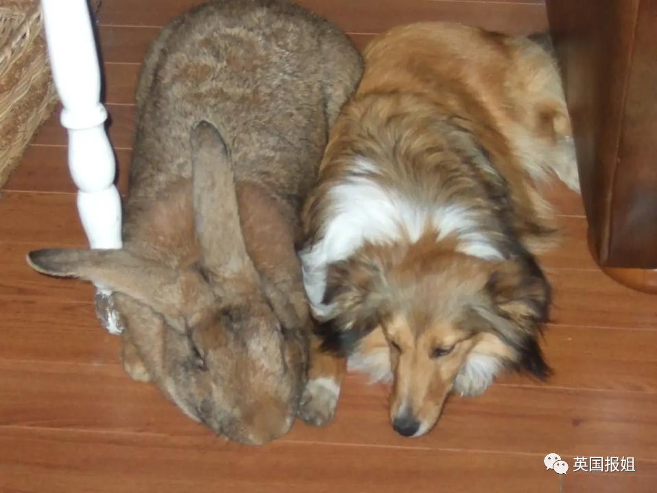 你知道世界上最大的兔子有多大吗,世界上最大的兔子吉尼斯纪录