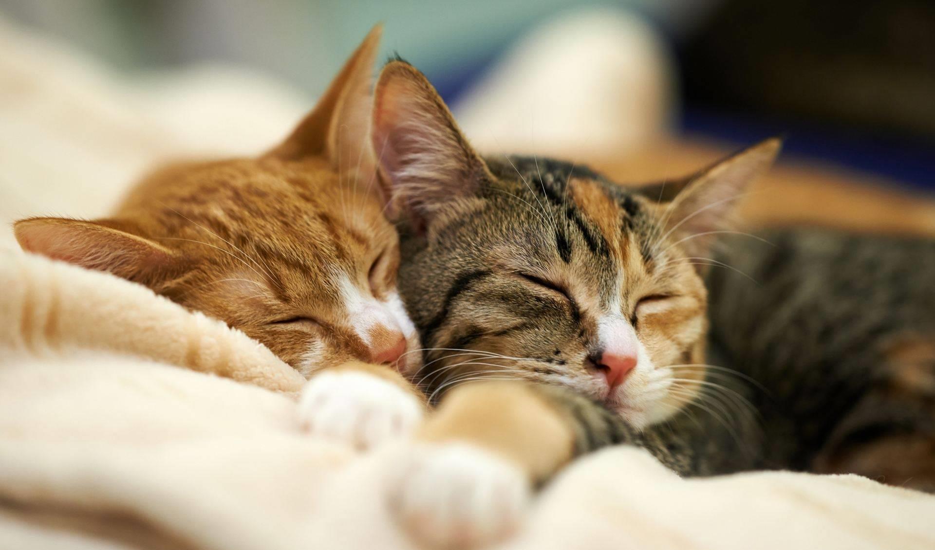 锅神降临，逆袭美食家！