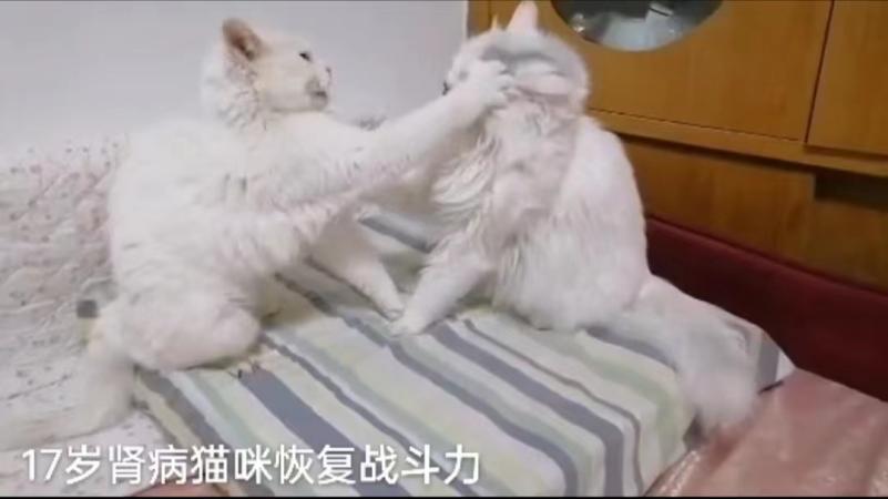 胺肾对三期肾衰猫咪有效果吗,猫咪尿闭引起肾衰怎么治疗