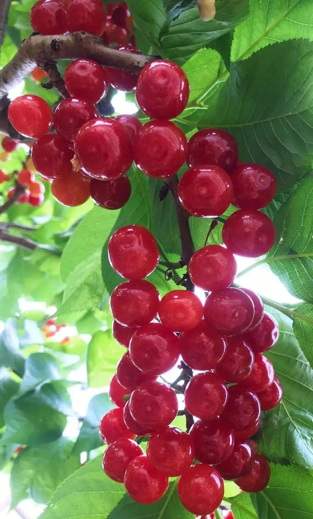 四川哪里可以采摘樱桃,成都周边摘桃攻略